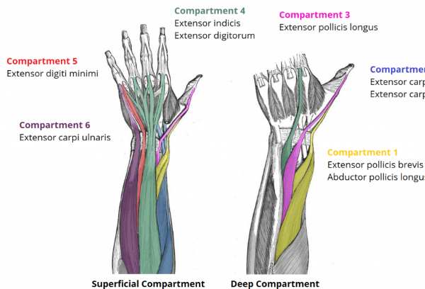 Extensor Tendon Repair