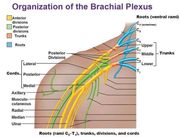 Nerve and Brachial Plexus Injury